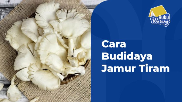 cara budidaya jamur tiram