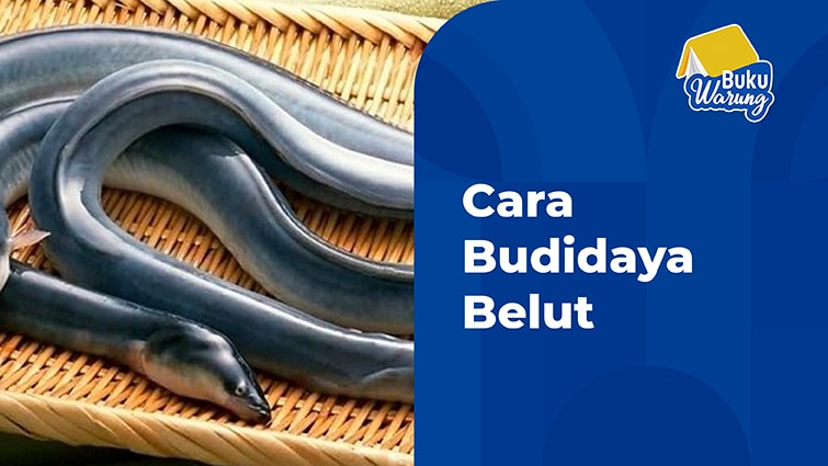 cara budidaya belut